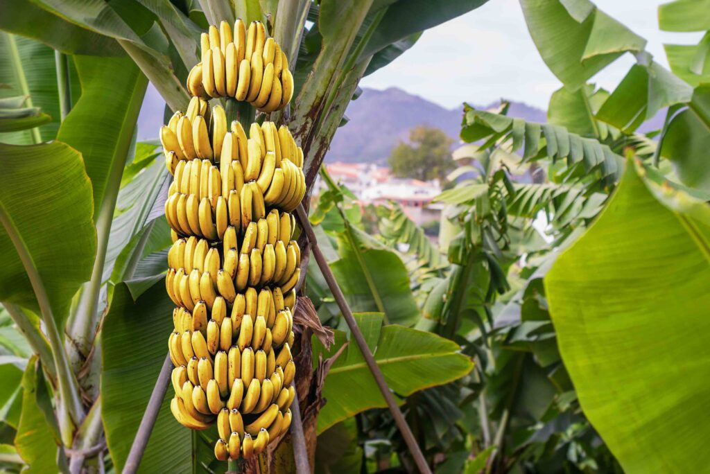 Huge bunch of banana's ripening on the plant in a plantation
