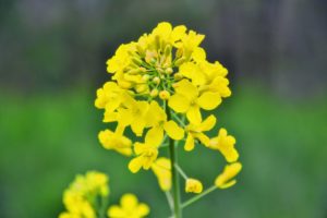 Canola flowers