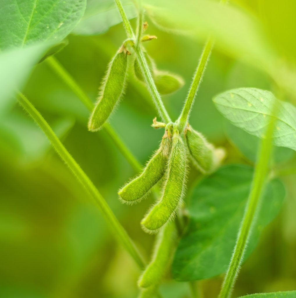 Pods of soy bean hanging in a plant