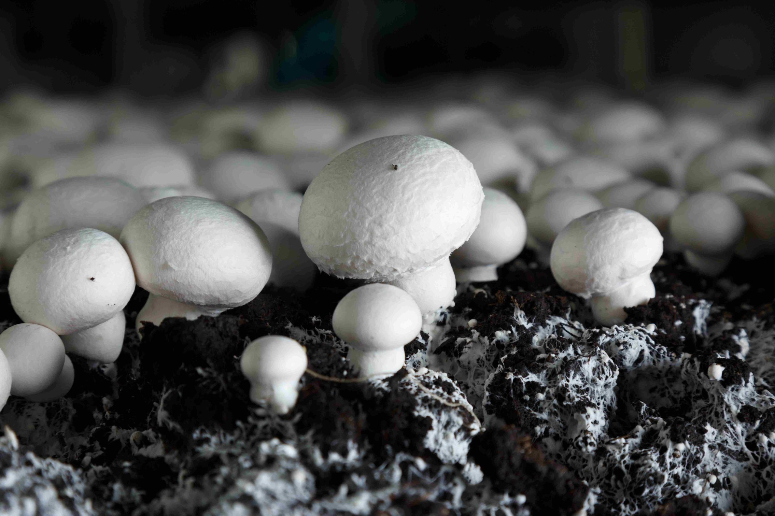 What Are Button Mushrooms?