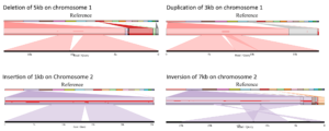 More detailed illustration of found structural variation