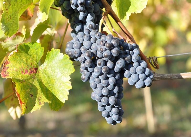 georgia grape wine