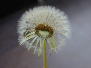 Paardenbloem is één van de plantensoorten die stekjes-zaden kunnen vormen