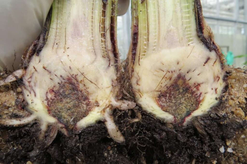 Cavendish banana plant heavily infected by Fusarium TR4
