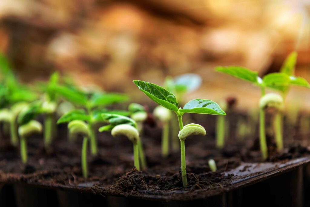 Seedlings of beans
