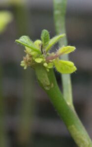 Illustration of the research on the 2S1 hybrid grafting technique of KeyGene