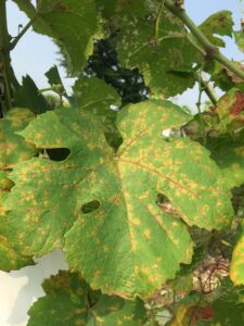 Susceptible grapevine leaves infected by downy mildew
