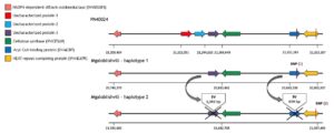 Illustration showing a comparison of the gene content of a small part of the genomes of Mgaloblishvili Rpv29 and PN40024
