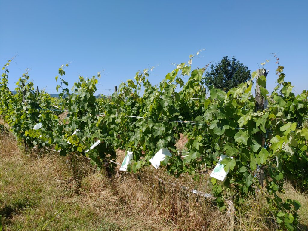 Photo of Mgaloblishvili plants in field collection in Italy