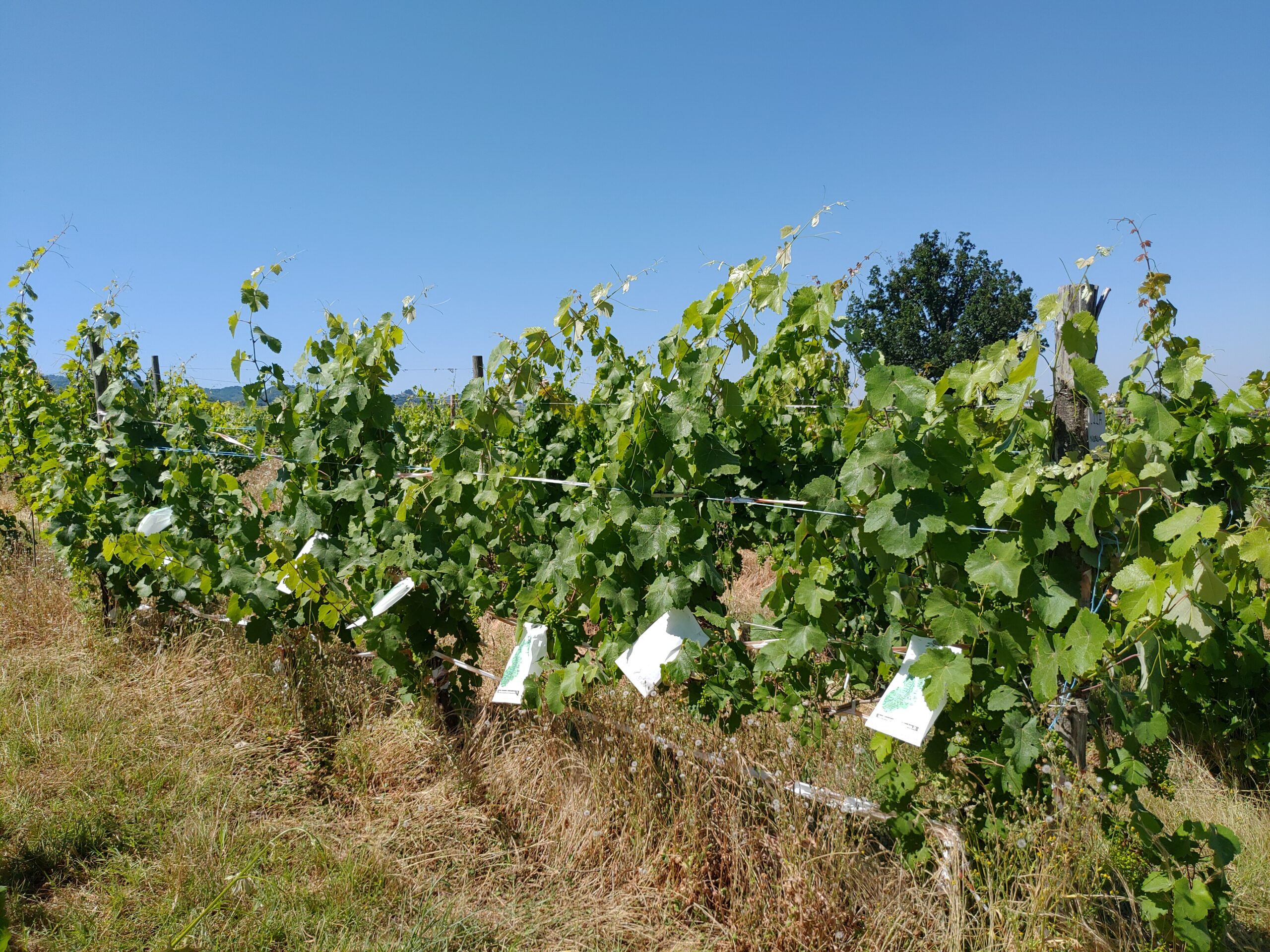 Photo of Mgaloblishvili plants in field collection in Italy